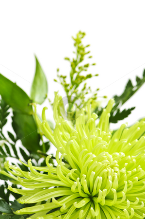 To use this stock image in your creative project, please select the size you need over to the right and click the "Add to Cart" button.
Your downloaded image will come with the Cutcaster watermark removed so don’t worry about the watermark you see on this page. Flower arrangement stock photo, Close up of floral arrangement with green chrysanthemums by Elena Elisseeva