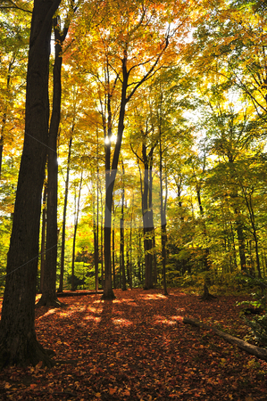 To use this stock image in your creative project, please select the size you need over to the right and click the "Add to Cart" button.
Your downloaded image will come with the Cutcaster watermark removed so don’t worry about the watermark you see on this page. Fall forest stock photo, Colorful fall forest on a warm autumn day by Elena Elisseeva