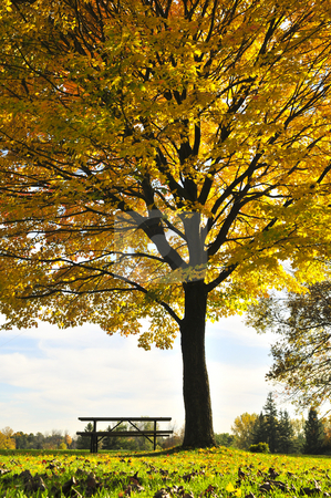 To use this stock image in your creative project, please select the size you need over to the right and click the "Add to Cart" button.
Your downloaded image will come with the Cutcaster watermark removed so don’t worry about the watermark you see on this page. Autumn trees stock photo, Group of colorful trees in autumn park by Elena Elisseeva