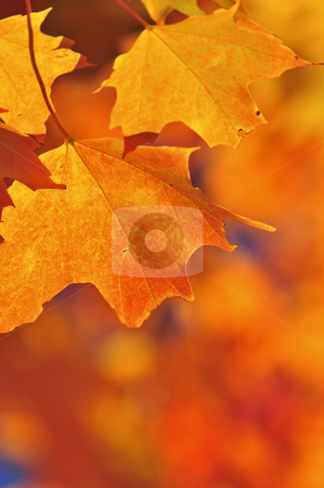 To use this stock image in your creative project, please select the size you need over to the right and click the "Add to Cart" button.
Your downloaded image will come with the Cutcaster watermark removed so don’t worry about the watermark you see on this page. Fall maple leaves stock photo, Red and orange fall maple tree leaves by Elena Elisseeva