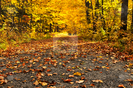 To use this stock image in your creative project, please select the size you need over to the right and click the "Add to Cart" button.
Your downloaded image will come with the Cutcaster watermark removed so don’t worry about the watermark you see on this page. Autumn path stock photo, Trail through group of colorful trees in autumn park by Elena Elisseeva