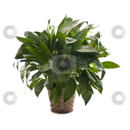 To use this stock image in your creative project, please select the size you need over to the right and click the "Add to Cart" button.
Your downloaded image will come with the Cutcaster watermark removed so don’t worry about the watermark you see on this page. Houseplant on white background stock photo, Green houseplant in basket isolated on white background by Elena Elisseeva