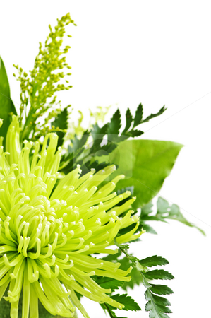 To use this stock image in your creative project, please select the size you need over to the right and click the "Add to Cart" button.
Your downloaded image will come with the Cutcaster watermark removed so don’t worry about the watermark you see on this page. Flower arrangement stock photo, Close up of floral arrangement with green chrysanthemums by Elena Elisseeva