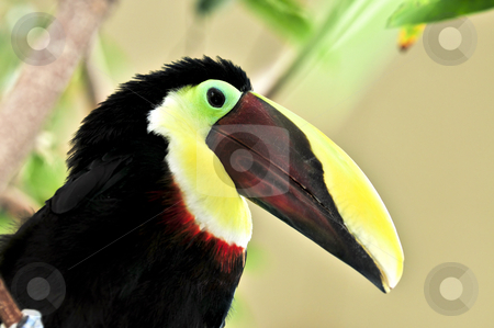 To use this stock image in your creative project, please select the size you need over to the right and click the "Add to Cart" button.
Your downloaded image will come with the Cutcaster watermark removed so don’t worry about the watermark you see on this page. Chestnut Mandibled Toucan stock photo, Chestnut mandibled toucan yellow and black bird profile by Elena Elisseeva