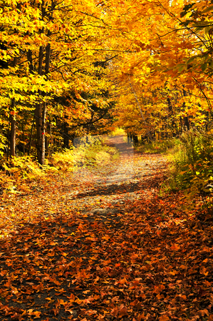 To use this stock image in your creative project, please select the size you need over to the right and click the "Add to Cart" button.
Your downloaded image will come with the Cutcaster watermark removed so don’t worry about the watermark you see on this page. Fall forest stock photo, Colorful fall forest on a warm autumn day by Elena Elisseeva