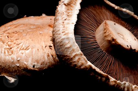 To use this stock image in your creative project, please select the size you need over to the right and click the "Add to Cart" button.
Your downloaded image will come with the Cutcaster watermark removed so don’t worry about the watermark you see on this page. Horizontal macro of portabella mushroom caps on black stock photo, Horizontal macro of portabella mushroom caps on black by Vince Clements