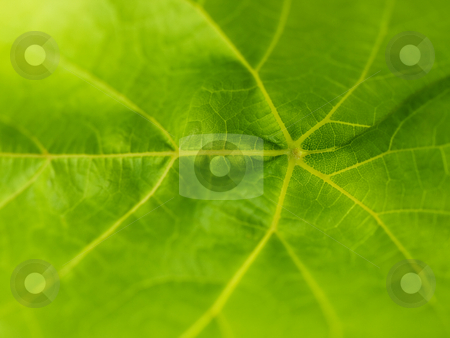 To use this stock image in your creative project, please select the size you need over to the right and click the "Add to Cart" button.
Your downloaded image will come with the Cutcaster watermark removed so don’t worry about the watermark you see on this page. Leaf macro stock photo, Green grapevine leaf macro with shallow depth of field by Laurent Dambies