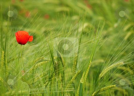 To use this stock image in your creative project, please select the size you need over to the right and click the "Add to Cart" button.
Your downloaded image will come with the Cutcaster watermark removed so don’t worry about the watermark you see on this page. Fresh young barley field stock photo, Fresh green young barley field with poppies by Laurent Dambies