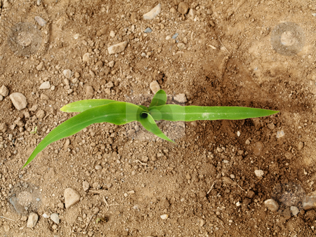 To use this stock image in your creative project, please select the size you need over to the right and click the "Add to Cart" button.
Your downloaded image will come with the Cutcaster watermark removed so don’t worry about the watermark you see on this page. Young corn crops stalk stock photo, Young corn crop at spring by Laurent Dambies