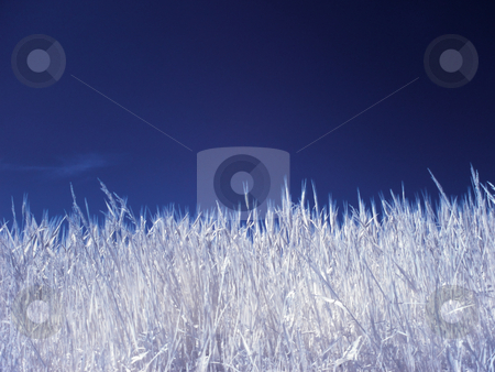 To use this stock image in your creative project, please select the size you need over to the right and click the "Add to Cart" button.
Your downloaded image will come with the Cutcaster watermark removed so don’t worry about the watermark you see on this page. Wheat field stock photo, Wheat field under blue sky in infrared by Laurent Dambies