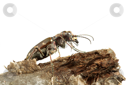 To use this stock image in your creative project, please select the size you need over to the right and click the "Add to Cart" button.
Your downloaded image will come with the Cutcaster watermark removed so don’t worry about the watermark you see on this page. Carabidae restricta stock photo, Carabidae the huge family numbering more of 500 kinds. by Sergey Goruppa