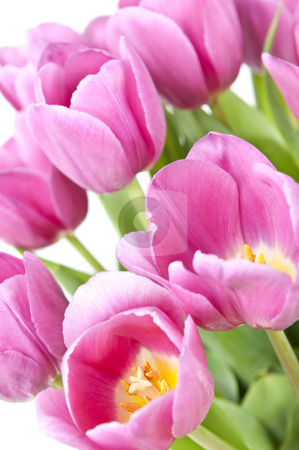 To use this stock image in your creative project, please select the size you need over to the right and click the "Add to Cart" button.
Your downloaded image will come with the Cutcaster watermark removed so don’t worry about the watermark you see on this page. Pink tulips stock photo, Pink tulips with green leaves on white background by Elena Elisseeva