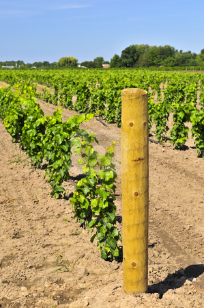 To use this stock image in your creative project, please select the size you need over to the right and click the "Add to Cart" button.
Your downloaded image will come with the Cutcaster watermark removed so don’t worry about the watermark you see on this page. Vineyard stock photo, Rows of young grape vines growing in Niagara peninsula vineyard by Elena Elisseeva