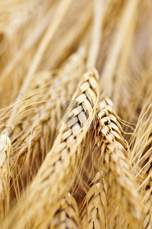 To use this stock image in your creative project, please select the size you need over to the right and click the "Add to Cart" button.
Your downloaded image will come with the Cutcaster watermark removed so don’t worry about the watermark you see on this page. Wheat ears stock photo, Golden brown ripe wheat ears close up by Elena Elisseeva