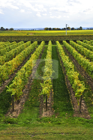 To use this stock image in your creative project, please select the size you need over to the right and click the "Add to Cart" button.
Your downloaded image will come with the Cutcaster watermark removed so don’t worry about the watermark you see on this page. Vineyard stock photo, Rows of young grape vines growing in Niagara peninsula vineyard by Elena Elisseeva