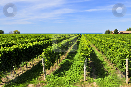 To use this stock image in your creative project, please select the size you need over to the right and click the "Add to Cart" button.
Your downloaded image will come with the Cutcaster watermark removed so don’t worry about the watermark you see on this page. Vineyard stock photo, Rows of young grape vines growing in Niagara peninsula vineyard by Elena Elisseeva