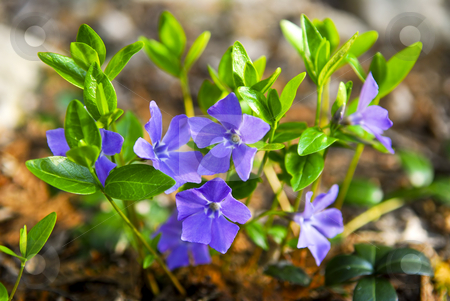 To use this stock image in your creative project, please select the size you need over to the right and click the "Add to Cart" button.
Your downloaded image will come with the Cutcaster watermark removed so don’t worry about the watermark you see on this page. Purple wildflowers closeup stock photo, Closeup of wild purple violet flowers and leaves by Elena Elisseeva