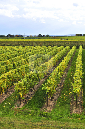 To use this stock image in your creative project, please select the size you need over to the right and click the "Add to Cart" button.
Your downloaded image will come with the Cutcaster watermark removed so don’t worry about the watermark you see on this page. Vineyard stock photo, Rows of young grape vines growing in Niagara peninsula vineyard by Elena Elisseeva