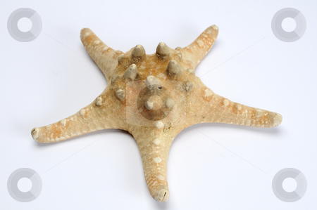 To use this stock image in your creative project, please select the size you need over to the right and click the "Add to Cart" button.
Your downloaded image will come with the Cutcaster watermark removed so don’t worry about the watermark you see on this page. Strafish stock photo, Close-up of starfish isolated on white by Dragos Iliescu