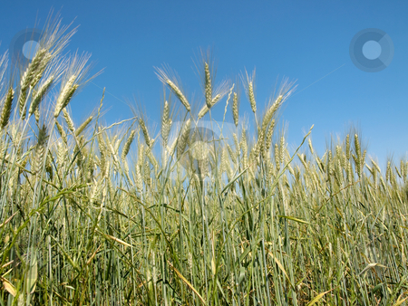 To use this stock image in your creative project, please select the size you need over to the right and click the "Add to Cart" button.
Your downloaded image will come with the Cutcaster watermark removed so don’t worry about the watermark you see on this page. Wheat field stock photo, Wheat field under blue sky by Laurent Dambies