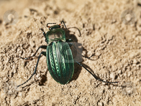 To use this stock image in your creative project, please select the size you need over to the right and click the "Add to Cart" button.
Your downloaded image will come with the Cutcaster watermark removed so don’t worry about the watermark you see on this page. Green scarab stock photo, Macro of a green scarab on dry soil by Laurent Dambies