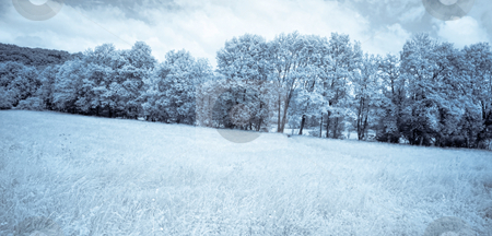 To use this stock image in your creative project, please select the size you need over to the right and click the "Add to Cart" button.
Your downloaded image will come with the Cutcaster watermark removed so don’t worry about the watermark you see on this page. Infrared forest stock photo, Infrared panoramic picture of a beautiful forest in the countryside blue toned by Laurent Dambies