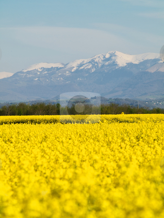 To use this stock image in your creative project, please select the size you need over to the right and click the "Add to Cart" button.
Your downloaded image will come with the Cutcaster watermark removed so don’t worry about the watermark you see on this page. Rape field and mountains stock photo, Scenic landscape of a rapeseed filed with French Pyrenees mountains in the background by Laurent Dambies