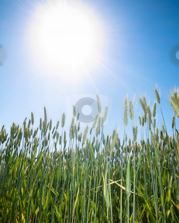 To use this stock image in your creative project, please select the size you need over to the right and click the "Add to Cart" button.
Your downloaded image will come with the Cutcaster watermark removed so don’t worry about the watermark you see on this page. Wheat field and sun stock photo, Beautiful green wheat field under summer sun by Laurent Dambies