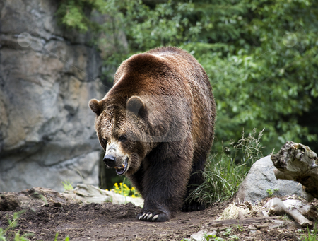 To use this stock image in your creative project, please select the size you need over to the right and click the "Add to Cart" button.
Your downloaded image will come with the Cutcaster watermark removed so don’t worry about the watermark you see on this page. Kodiak Brown Bear Walking on Trail stock photo, Kodiak Brown Bear Walking on Trail Ursus Arctos by William Perry