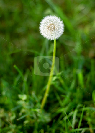 To use this stock image in your creative project, please select the size you need over to the right and click the "Add to Cart" button.
Your downloaded image will come with the Cutcaster watermark removed so don’t worry about the watermark you see on this page. Dandelion stock photo, Dandelion close-up on green grass background by Vladyslav Danilin