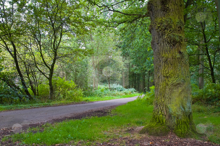 To use this stock image in your creative project, please select the size you need over to the right and click the "Add to Cart" button.
Your downloaded image will come with the Cutcaster watermark removed so don’t worry about the watermark you see on this page. Fresh green forest stock photo, Fresh green forest with path running trough by Karin Claus