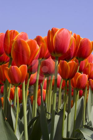 To use this stock image in your creative project, please select the size you need over to the right and click the "Add to Cart" button.
Your downloaded image will come with the Cutcaster watermark removed so don’t worry about the watermark you see on this page. Colorful Dutch Tulips stock photo, Colorful Dutch Tulips against a clear blue sky by Inge Schepers