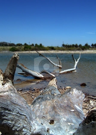 To use this stock image in your creative project, please select the size you need over to the right and click the "Add to Cart" button.
Your downloaded image will come with the Cutcaster watermark removed so don’t worry about the watermark you see on this page. Driftwood stock photo, Close up of driftwood near the cost with blue sky. by Henrik Lehnerer