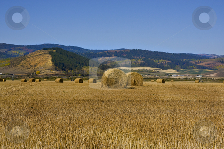 To use this stock image in your creative project, please select the size you need over to the right and click the "Add to Cart" button.
Your downloaded image will come with the Cutcaster watermark removed so don’t worry about the watermark you see on this page. Mountain Farm stock photo, Grain field in the autumn with mountains in the background by Mark Smith