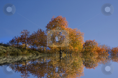 To use this stock image in your creative project, please select the size you need over to the right and click the "Add to Cart" button.
Your downloaded image will come with the Cutcaster watermark removed so don’t worry about the watermark you see on this page. Fall Reflections stock photo, Reflections of Aspen trees in the Fall by Mark Smith