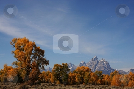To use this stock image in your creative project, please select the size you need over to the right and click the "Add to Cart" button.
Your downloaded image will come with the Cutcaster watermark removed so don’t worry about the watermark you see on this page. Grand Teton National Park stock photo, Grand Teton National Park Showing fall Colors by Mark Smith