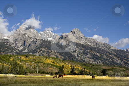 To use this stock image in your creative project, please select the size you need over to the right and click the "Add to Cart" button.
Your downloaded image will come with the Cutcaster watermark removed so don’t worry about the watermark you see on this page. Grand Teton National Park stock photo, Grand Teton National Park with Horses in the forground by Mark Smith