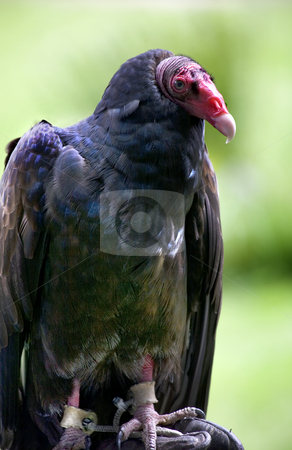 To use this stock image in your creative project, please select the size you need over to the right and click the "Add to Cart" button.
Your downloaded image will come with the Cutcaster watermark removed so don’t worry about the watermark you see on this page. Turkey Vulture stock photo, Turkey Vulture with bright red head black body
Resubmit--In response to comments from reviewer have further processed image to reduce noise, adjust lighting and sharpen focus. by William Perry