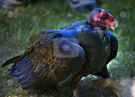 To use this stock image in your creative project, please select the size you need over to the right and click the "Add to Cart" button.
Your downloaded image will come with the Cutcaster watermark removed so don’t worry about the watermark you see on this page. Turkey Vulture Red Head Black Body stock photo, Turkey Vulture Red Head Black Feathers. Naked Red Head so it can eat decaying material without getting the bacteria
Resubmit--In response to comments from reviewer have further processed image to reduce noise, adjust lighting and sharpen focus. by William Perry