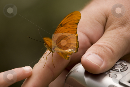 To use this stock image in your creative project, please select the size you need over to the right and click the "Add to Cart" button.
Your downloaded image will come with the Cutcaster watermark removed so don’t worry about the watermark you see on this page. Butterfly Hand Camera stock photo, Little Visitor Butterfly on Hand with Camera. Male Butterflies like skin because they are looking for salt, which they need to reproduce. by William Perry