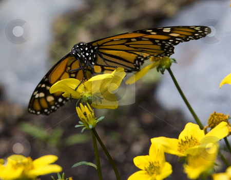To use this stock image in your creative project, please select the size you need over to the right and click the "Add to Cart" button.
Your downloaded image will come with the Cutcaster watermark removed so don’t worry about the watermark you see on this page. Monarch Butterfly Feasting on Yellow Flower stock photo, Monarch Butterfly, Danus plexippus, Sipping Nectar from Yellow Flower Macro by William Perry