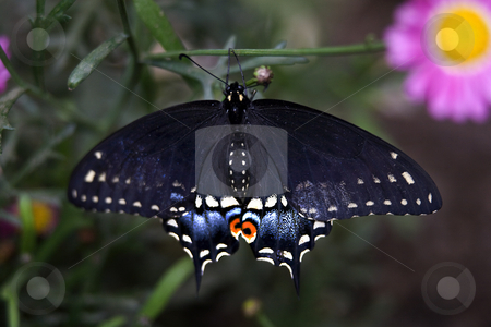 To use this stock image in your creative project, please select the size you need over to the right and click the "Add to Cart" button.
Your downloaded image will come with the Cutcaster watermark removed so don’t worry about the watermark you see on this page. Spicebush Swallowtail stock photo, Black Blue and Red Spicebush Swallowtail Butterfly Papilio troilus Hanging from Branch with Pink Flower in Background by William Perry