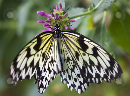 To use this stock image in your creative project, please select the size you need over to the right and click the "Add to Cart" button.
Your downloaded image will come with the Cutcaster watermark removed so don’t worry about the watermark you see on this page. Black and White Rice Paper or Paper Kite Butterfly, Idea Leucono stock photo, Black and White Rice Paper or Paper Kite Butterfly, Idea Leuconoe, on Pink Flowers with Wings Outstretched by William Perry