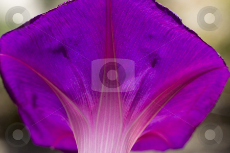 To use this stock image in your creative project, please select the size you need over to the right and click the "Add to Cart" button.
Your downloaded image will come with the Cutcaster watermark removed so don’t worry about the watermark you see on this page. Purple Morning Glory Backlit by Sun stock photo, Sun Shining through Purple Morning Glory Close Up Macro by William Perry
