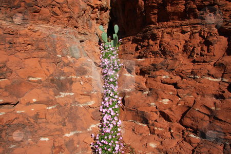 To use this stock image in your creative project, please select the size you need over to the right and click the "Add to Cart" button.
Your downloaded image will come with the Cutcaster watermark removed so don’t worry about the watermark you see on this page. Desert Spring Superstition Mountains stock photo, Spring in the desert showing cactus and spring flowers in bloom by Mark Smith