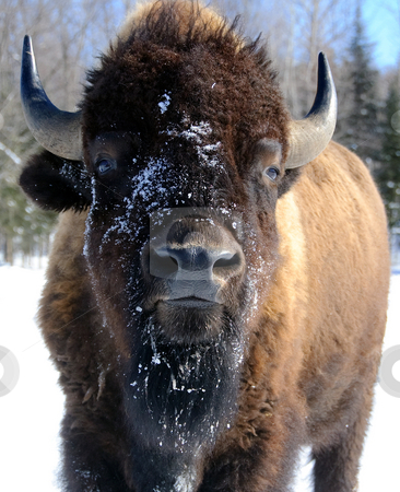 To use this stock image in your creative project, please select the size you need over to the right and click the "Add to Cart" button.
Your downloaded image will come with the Cutcaster watermark removed so don’t worry about the watermark you see on this page. Bison stock photo, Close-up portrait of a bison by Alain Turgeon