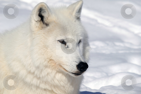 To use this stock image in your creative project, please select the size you need over to the right and click the "Add to Cart" button.
Your downloaded image will come with the Cutcaster watermark removed so don’t worry about the watermark you see on this page. Arctic Wolf stock photo, Arctic wolf in Winter by Alain Turgeon