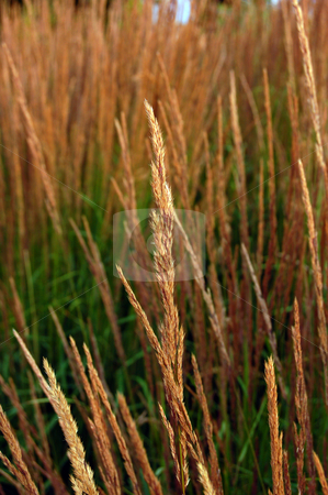 To use this stock image in your creative project, please select the size you need over to the right and click the "Add to Cart" button.
Your downloaded image will come with the Cutcaster watermark removed so don’t worry about the watermark you see on this page. Dry grass stock photo, Dry blade of grass in front of dry and green grass by Pavel Cheiko