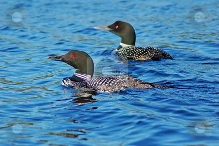 To use this stock image in your creative project, please select the size you need over to the right and click the "Add to Cart" button.
Your downloaded image will come with the Cutcaster watermark removed so don’t worry about the watermark you see on this page. Common loon stock photo, Two common loones with pullus in blue water of north lake by Pavel Cheiko