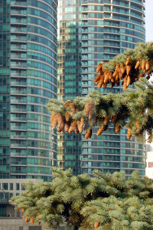 To use this stock image in your creative project, please select the size you need over to the right and click the "Add to Cart" button.
Your downloaded image will come with the Cutcaster watermark removed so don’t worry about the watermark you see on this page. Spruce tree stock photo, Spruce tree with cones in Toronto downtown by Pavel Cheiko